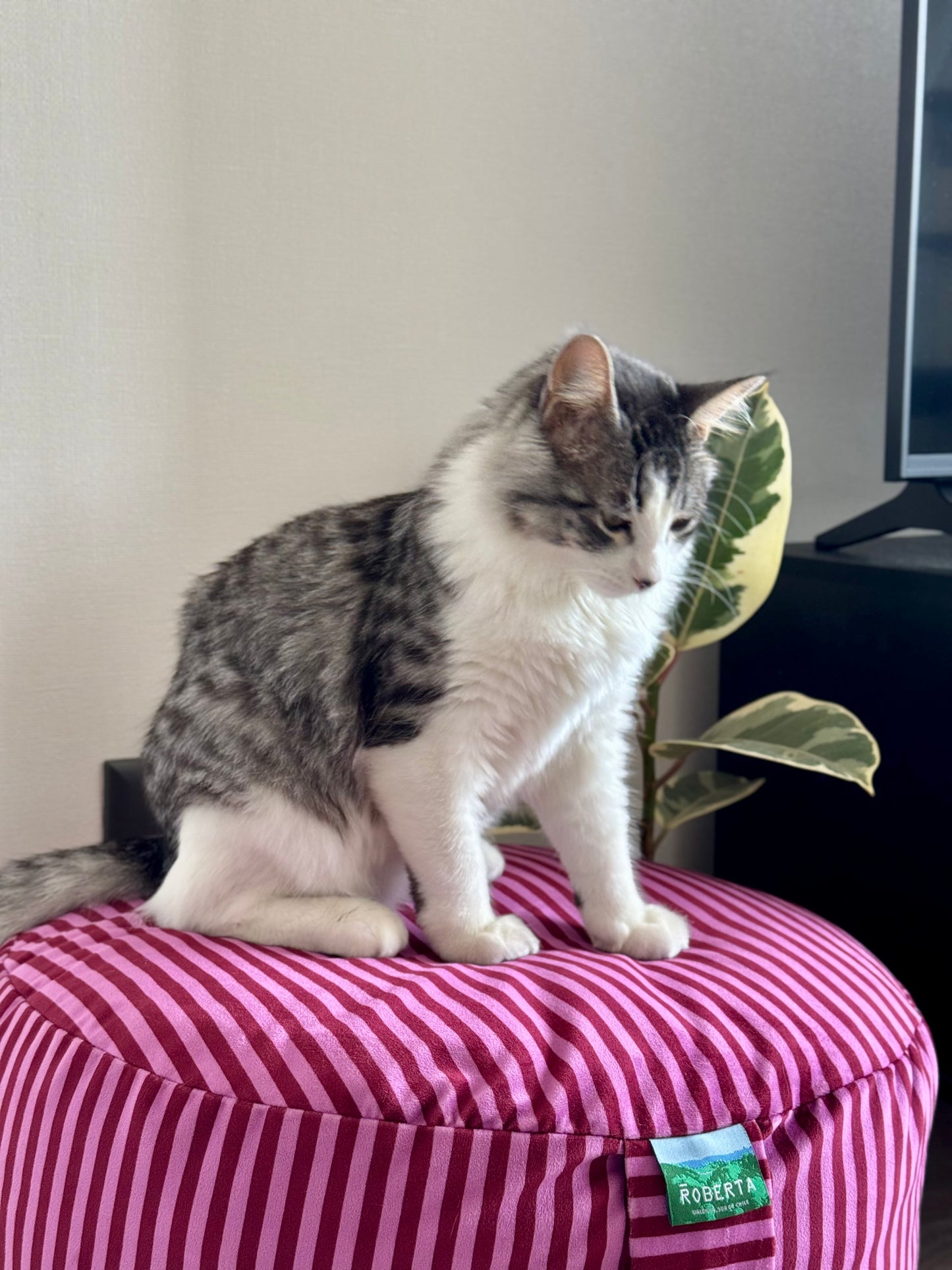 PUFF RAYAS ROSA BURDEO